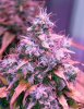 Mxmas,fellow growers-)-29.jpg