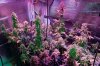 Mxmas,fellow growers-)-30.jpg