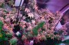 Mxmas,fellow growers-)-31.jpg