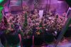 Mxmas,fellow growers-)-35.jpg