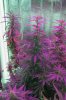 Mxmas,fellow growers-)-44.jpg