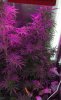 Mxmas,fellow growers-)-38.jpg