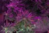 Mxmas,fellow growers-)-43.jpg
