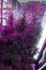 Mxmas,fellow growers-)-46.jpg