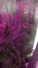 Mxmas,fellow growers-)-48.jpg