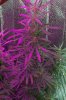 Mxmas,fellow growers-)-49.jpg