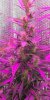 Mxmas,fellow growers-)-50.jpg