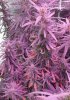 Mxmas,fellow growers-)-53.jpg