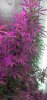 Mxmas,fellow growers-)-58.jpg