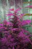Mxmas,fellow growers-)-45.jpg