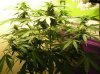 Northern Light; aka NL#1 006.jpg