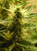 Northern Light; aka NL#1 001.jpg