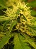 Northern Light; aka NL#1 002.jpg