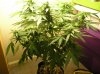 Northern Light; aka NL#1 005.jpg
