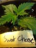 sweetcheese2.0.jpg