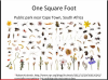 africa soil.png
