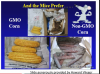 gmo corn mice.png