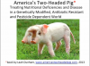 2 headed pig.png