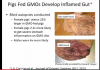 pigs gmo 3.png