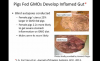 pigs gmo 2.png