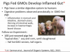 pigs fed GMOS 12-21-2013 7-15-21 PM.png