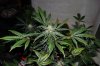 DSC_0066_NEF_embedded.jpg