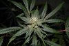 DSC_0070_NEF_embedded.jpg