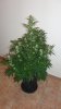 DSC02207.jpg