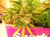 DSCN3568.jpg