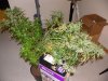 DSCN3572.jpg
