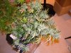 DSCN3584.jpg