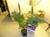 DSCN3588.jpg