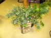 DSCN3591.jpg