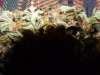 DSCN3616.jpg