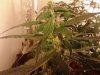 IMG_20131223_144609.jpg