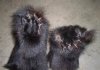 ewok hands.jpeg