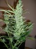 Christmas Buds 001.jpg