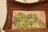 bag2.jpg