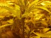 CreamMandarineAutoGrow 037.jpg