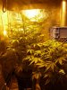 CreamMandarineAutoGrow 038.jpg