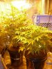 CreamMandarineAutoGrow 039.jpg