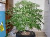 CreamMandarineAutoGrow 044.jpg
