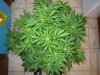 CreamMandarineAutoGrow 043.jpg
