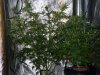 CreamMandarineAutoGrow 047.jpg
