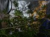 CreamMandarineAutoGrow 048.jpg