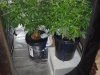 CreamMandarineAutoGrow 049.jpg