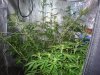 CreamMandarineAutoGrow 050.jpg