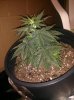 IMG_20131229_163506.jpg