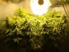 keep buds close to light 1.jpg