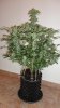 Auto White Widow by Power.P 001.jpg